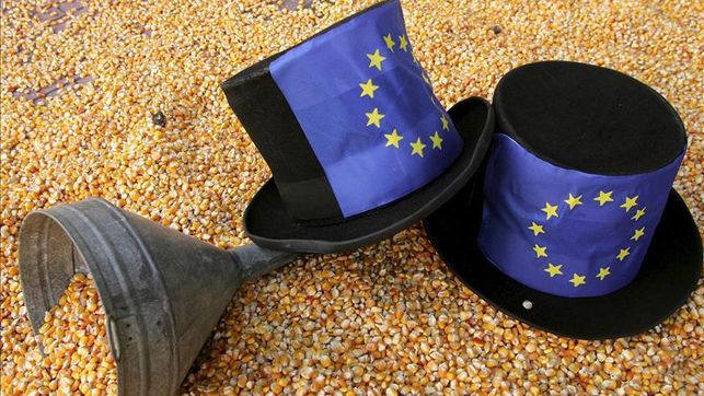 Comisión europea aproba millo transxénico sen consenso co PE
