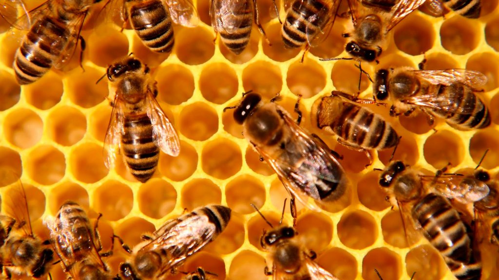 abellas